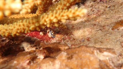 coral found at coral reef area at Tioman island, Malaysia