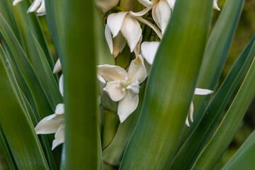 Beautiful flowering yucca plant in Los Angeles, Southern California