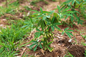 Cassava trees that start to attach green leaves