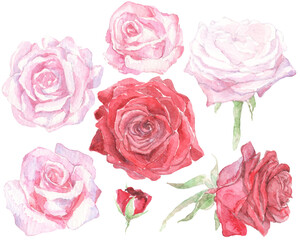 Hand-painted watercolor red, pink and white roses. Colorful set of flowers, great design template for wedding, celebration, decor.