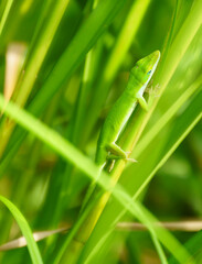 A beautiful  Green Anole, Anolis carolinensis, climbing on a plant stem to hunt insects is perfectly camouflaged in the lush green wetland ecosystem deep in South Louisiana 