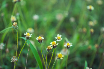 The flowers on the roadside that bloom beautifully.