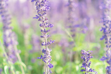 Blur beautiful lavenders flower with natural purple background.