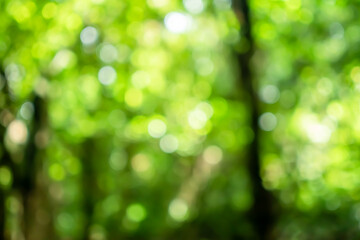 Fototapeta na wymiar Selective green nature leaf with sunlight bokeh background.Vintage color tone style.
