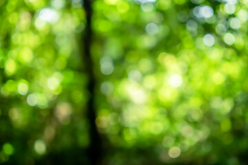 Obraz premium Selective green nature leaf with sunlight bokeh background.Vintage color tone style.