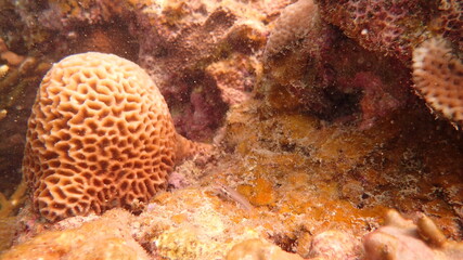 Obraz na płótnie Canvas coral found at coral reef area at Tioman island, Malaysia