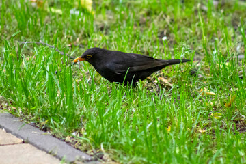 blackbird on the grass