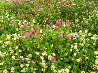 初夏の朝の詰草茂る野原風景