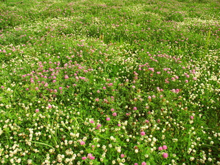 初夏の朝の詰草茂る野原風景