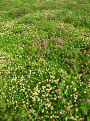 初夏の朝の詰草茂る野原風景