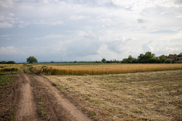 Fototapeta na wymiar An agricultural fields with a path, with dusty road during cloudy weather