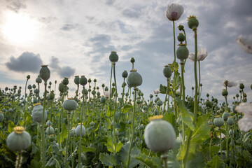 Opium poppy Papaver somniferum seed head and flower in agricultural field
