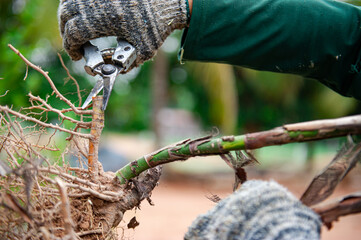 Gardeners are pruning trees in the garden