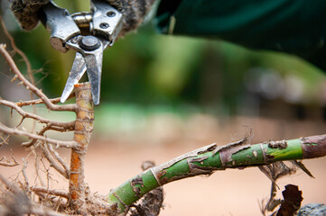 Gardeners are pruning trees in the garden