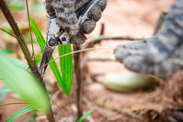 Gardeners are pruning trees in the garden