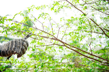 Gardeners are pruning trees in the garden