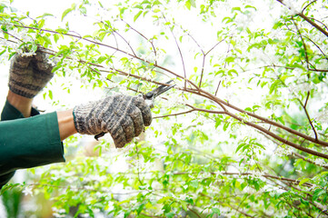 Gardeners are pruning trees in the garden