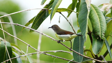 bird on a branch