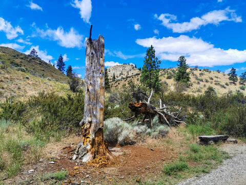 Valley View Okanagan Trees and Wildflowers Plants Outdoors