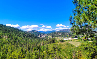 Wineries and Orchards View Green Okanagan BC Agriculture