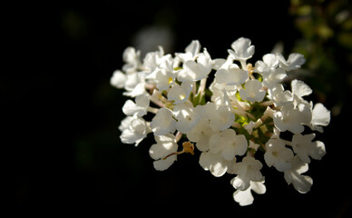 white magnolia flower with black background on the forest
