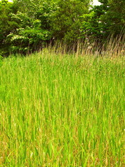 水辺に茂る葦の枯れ草と芽吹きの若草風景