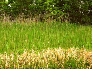 水辺に茂る葦の枯れ草と芽吹きの若草風景
