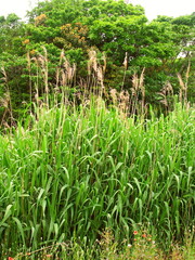 水辺に茂る葦の枯れ草と芽吹きの若草