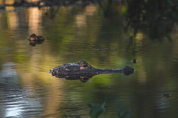 alligator in the pond