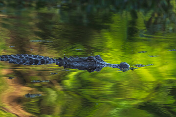 alligator in the water