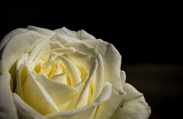 white rose closeup with black background close up