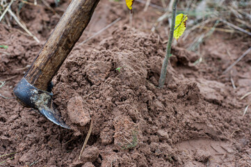 Gardeners are shoveling the soil for trees planted in the garden.
