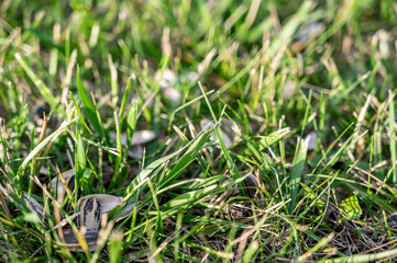 Empty sunflower seed shells tossed in on the ground and grass