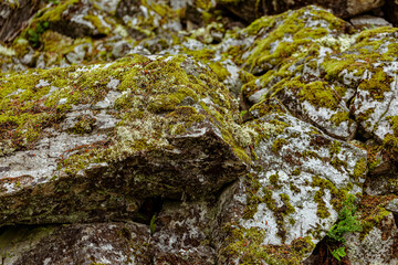 moss on stone