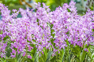 Obraz na płótnie Canvas Purple orchid blossom beautiful garden