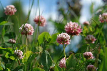 Blooming pink Alsike clover (Trifolium hybridum ssp. elegans) in a meadow on a sunny day, selective focus, natural blurred background