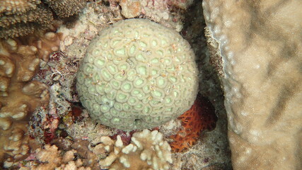 coral found at coral reef area at Tioman island, Malaysia