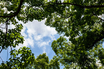 Fototapeta premium The blue sky and white clouds seen through the trees in the forest.
