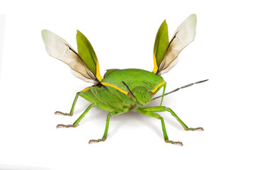 Bug Green stink bug Chinavia hilaris
