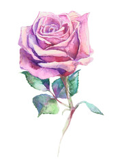 Fototapeta na wymiar Hand-drawn watercolor and pencils violet rose isolated on white background