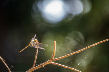 A large dragonfly sits on a branch on a blurry green background.