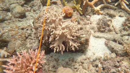 coral found at coral reef area at Tioman island, Malaysia