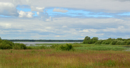 Obraz premium Summer landscape on the shore of the reservoir with green meadow grass, beautiful cloudy sky and green forest on the horizon.