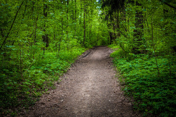 Fototapeta premium Path in summer green forest