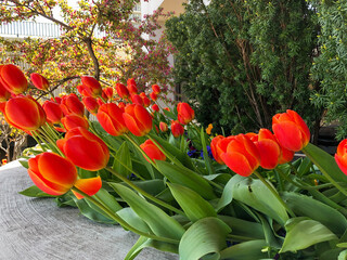 tulips reaching for the sun