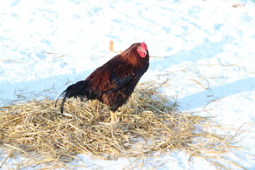 Funny or humorous close up head portrait of a male chicken or rooster with beautiful orange feathers bright red comb. © Светлана Винокурова