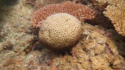 coral found at coral reef area at Tioman island, Malaysia