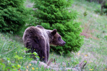 Obraz na płótnie Canvas A beautiful brown bear (ursus arctos )in a natural environment at the edge of a meadow