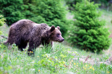 A beautiful brown bear (ursus arctos )in a natural environment at the edge of a meadow