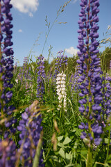 Wild flowers meadow with sky in the background